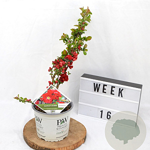 Chaenomeles Gemengd 40-60 cm 3,0L