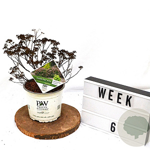 Spiraea jap. Double Play Artist 40-60 cm 3,0L