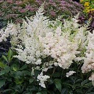 Astilbe (A) 'Astary White' GM P9