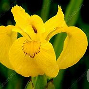 Iris pseudac. 'Variegata' GM P9 leverbaar
