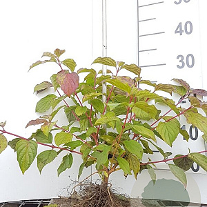 Cornus sang. 'Anny's Winter Orange' 25-40 cm wortelgoed 0/1/1