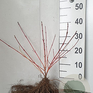 Cornus sang. 'Midwinter Fire' 25-40 cm wortelgoed 0/1/1