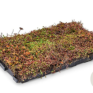 Readyroof Premium Sedum cassette greenmakers per europallet