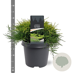 Juniperus media 'Old Gold' 30-40 cm 5,0L
