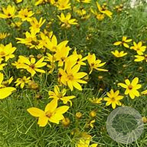 Coreopsis 'El Dorado' GM P9