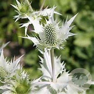 Eryngium pl. Magical Silver GM P9