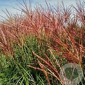 Miscanthus sin. 'Red Zenith'(R) GM  P11