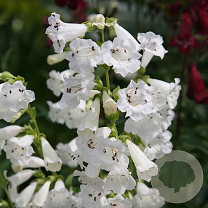 Penstemon 'White Bedder' GM  P11