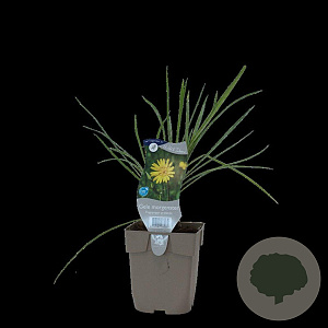 Tragopogon pratensis GM  P11