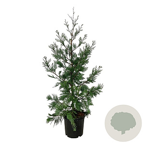 Calocedrus dec. 'Pillar' 100-125 cm 15L