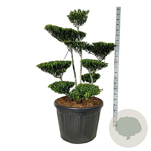 Ilex crenata 'Blondie' 125-150 cm cont. 180L bonsai