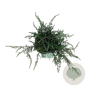 Juniperus communis 'Ristol' 40-50 cm 6L
