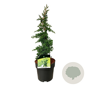 Juniperus procumbens 'Nana' 40-50 cm 4,5L piramide