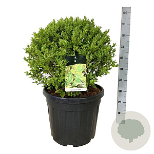 Ligustrum oval. 'Aureum' 50-60 cm 45L bol extra