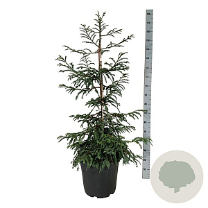 Sequoia s. 'Cantab' 100-125 cm 30L extra