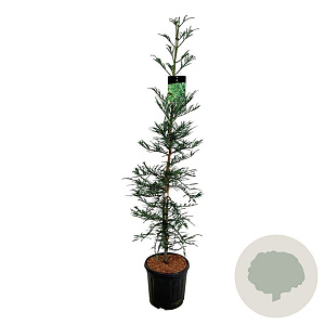Sequoia s. 'Xeno' 150-175 cm 15L