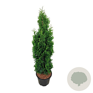 Thuja occ. 'Degroot's Spire' 100-120 cm 15L