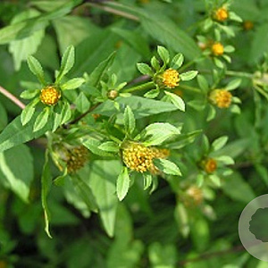 Bidens tripartita GM P9 leverbaar