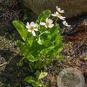 Caltha leptosepala GM P9 leverbaar