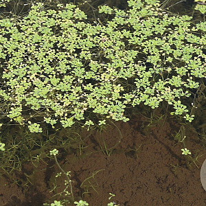 Callitriche palustris GM  leverbaar