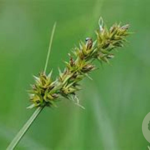 Carex otrubae GM P9 leverbaar