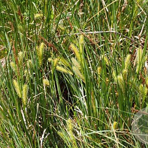 Carex rostrata GM P9 leverbaar