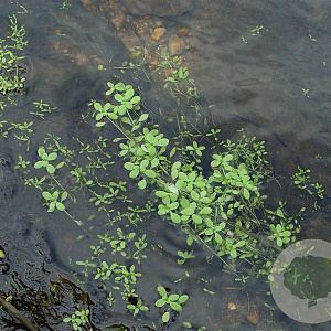 Callitriche stagnalis GM P9 leverbaar