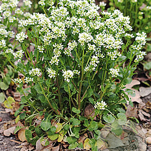 Cochlearia officinalis GM P9 leverbaar