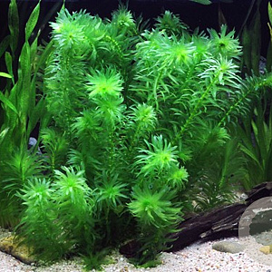 Egeria densa GM  leverbaar