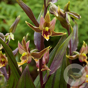 Epipactis gigantea GM P9 leverbaar