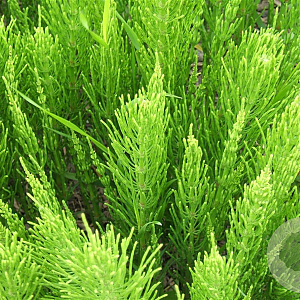 Equisetum arvense GM P9 leverbaar