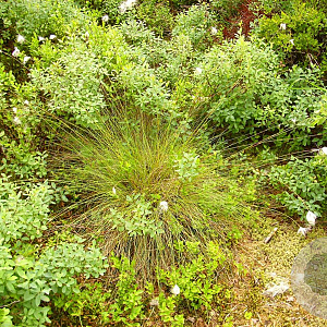 Eriophorum chamissonis GM P9 leverbaar