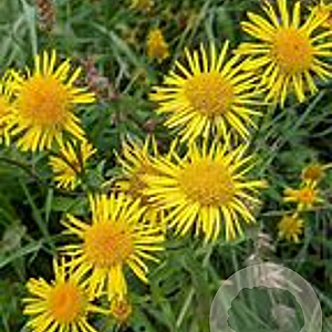 Inula britannica GM P9 leverbaar