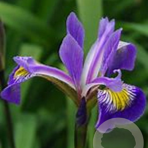 Iris 'Gerald Darby' GM P9 leverbaar