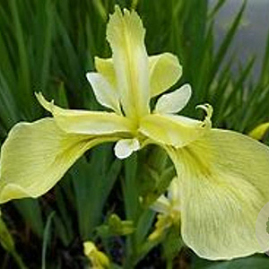 Iris pseudac. 'Bastardii' GM P9 leverbaar