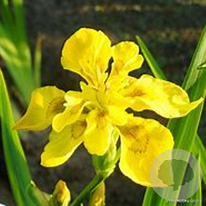Iris pseudac. 'Flore Pleno' GM P9 leverbaar