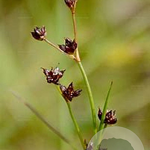 Juncus compressus GM P9 leverbaar