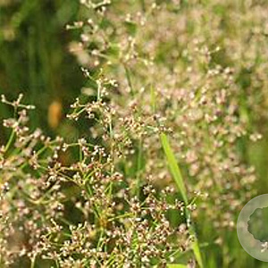 Juncus subnodulosus GM P9 leverbaar