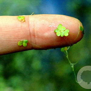 Lemna minor GM wortelgoed leverbaar