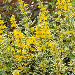 Lysimachia punctata 'Alexander' GM P9 leverbaar