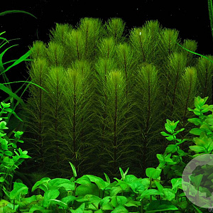 Myriophyllum pinnatum GM  leverbaar