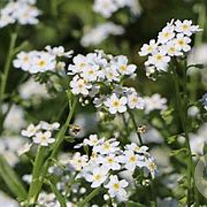 Myosotis pal. 'Ice Pearl' GM P9 leverbaar