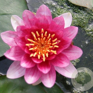 Nymphaea 'Conqueror' GM C1 leverbaar