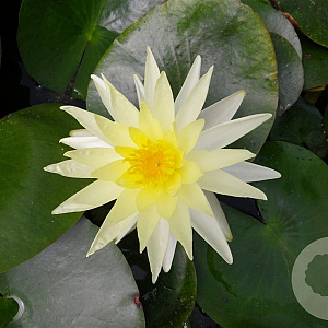 Nymphaea 'Joey Tomocik' GM C1 leverbaar