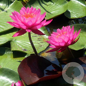 Nymphaea 'Mayla' GM C1 leverbaar