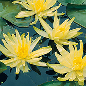 Nymphaea 'Moorei' GM C1 leverbaar