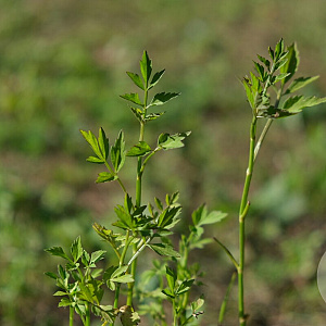Oenanthe fistulosa GM P9 leverbaar