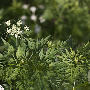 Peucedanum palustre GM P9 leverbaar