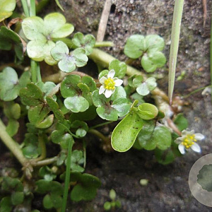 Ranunculus hederaceus GM P9 leverbaar