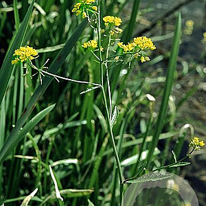 Rorippa amphibia GM P9 leverbaar